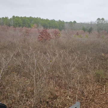 Forestry Mulching Jun 16 12