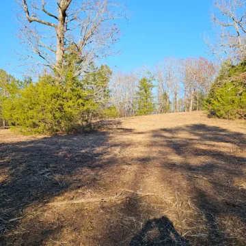 Forestry Mulching Jun 16 4