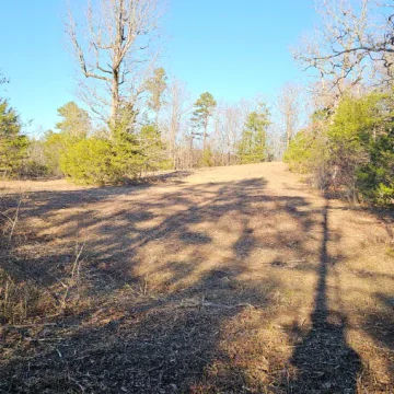 Forestry Mulching Jun 16 5