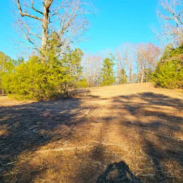 Forestry Mulching Jun 16 7