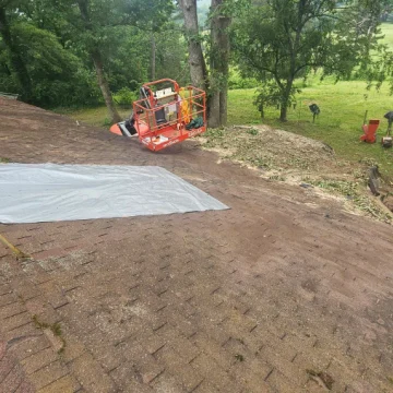 Tree Removal Jun 16 5