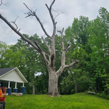 Tree Removal Jun 16 7