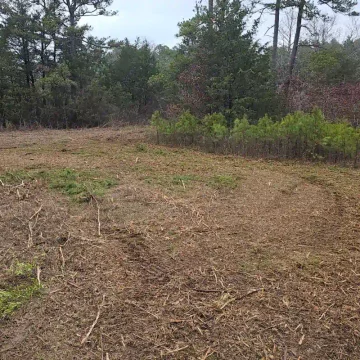 forestry mulching (6)
