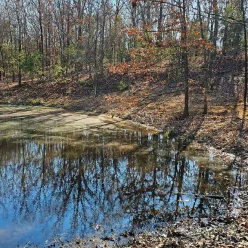 forestry mulching (9)